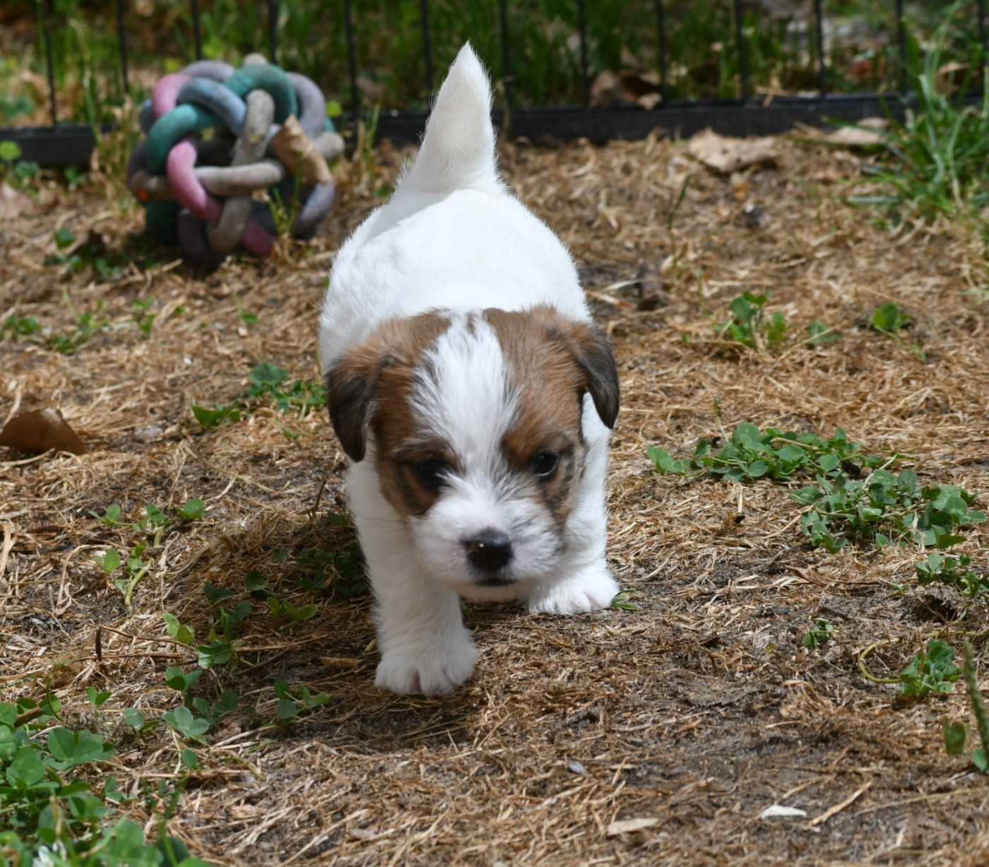 Des Gerveilles - Chiots disponibles - Jack Russell Terrier