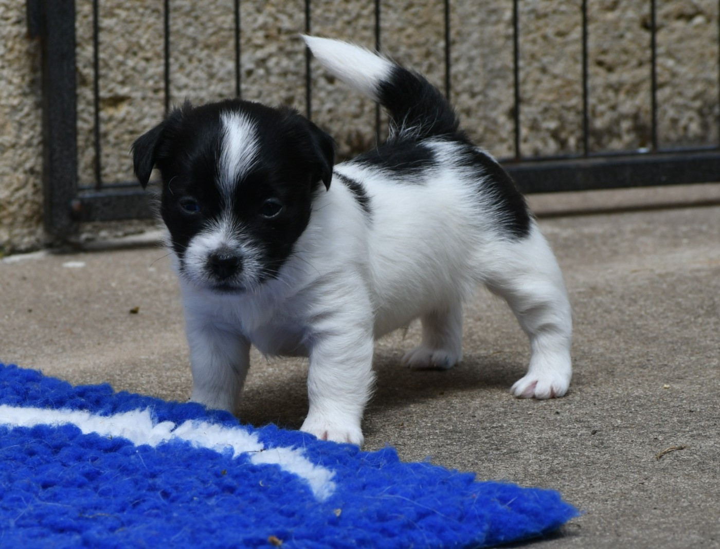 Des Gerveilles - Chiots disponibles - Jack Russell Terrier