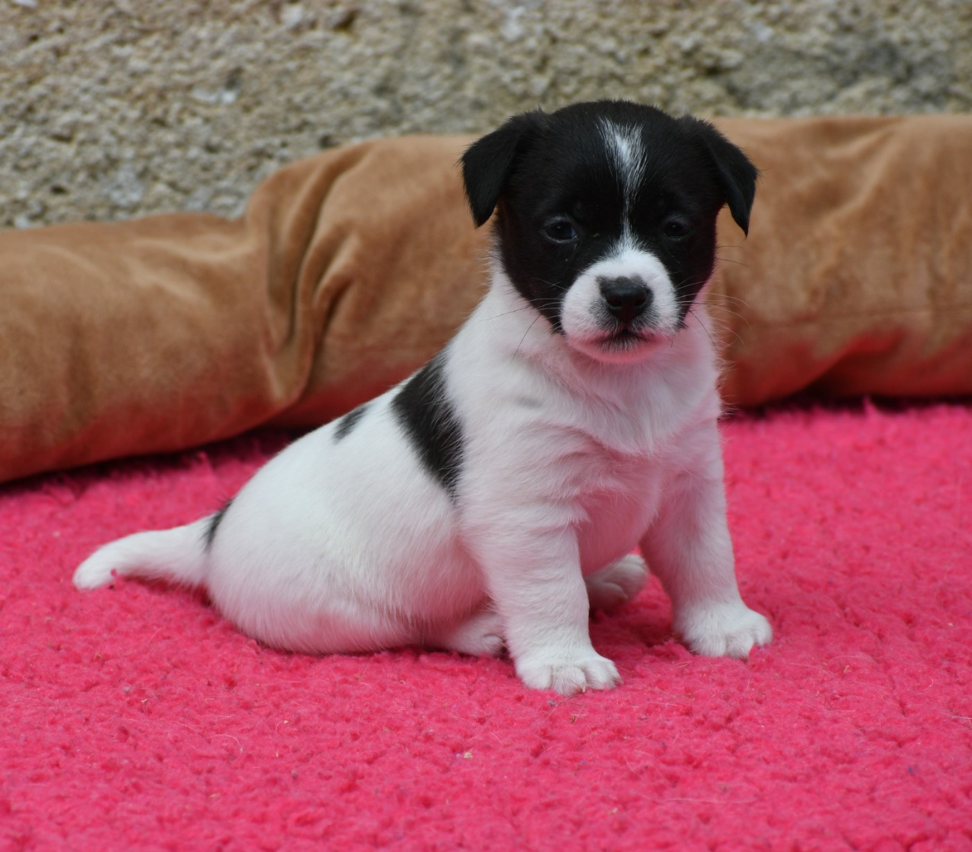 Des Gerveilles - Chiots disponibles - Jack Russell Terrier