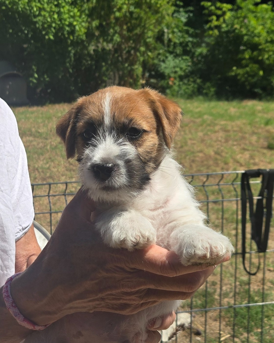 Des Gerveilles - Chiots disponibles - Jack Russell Terrier