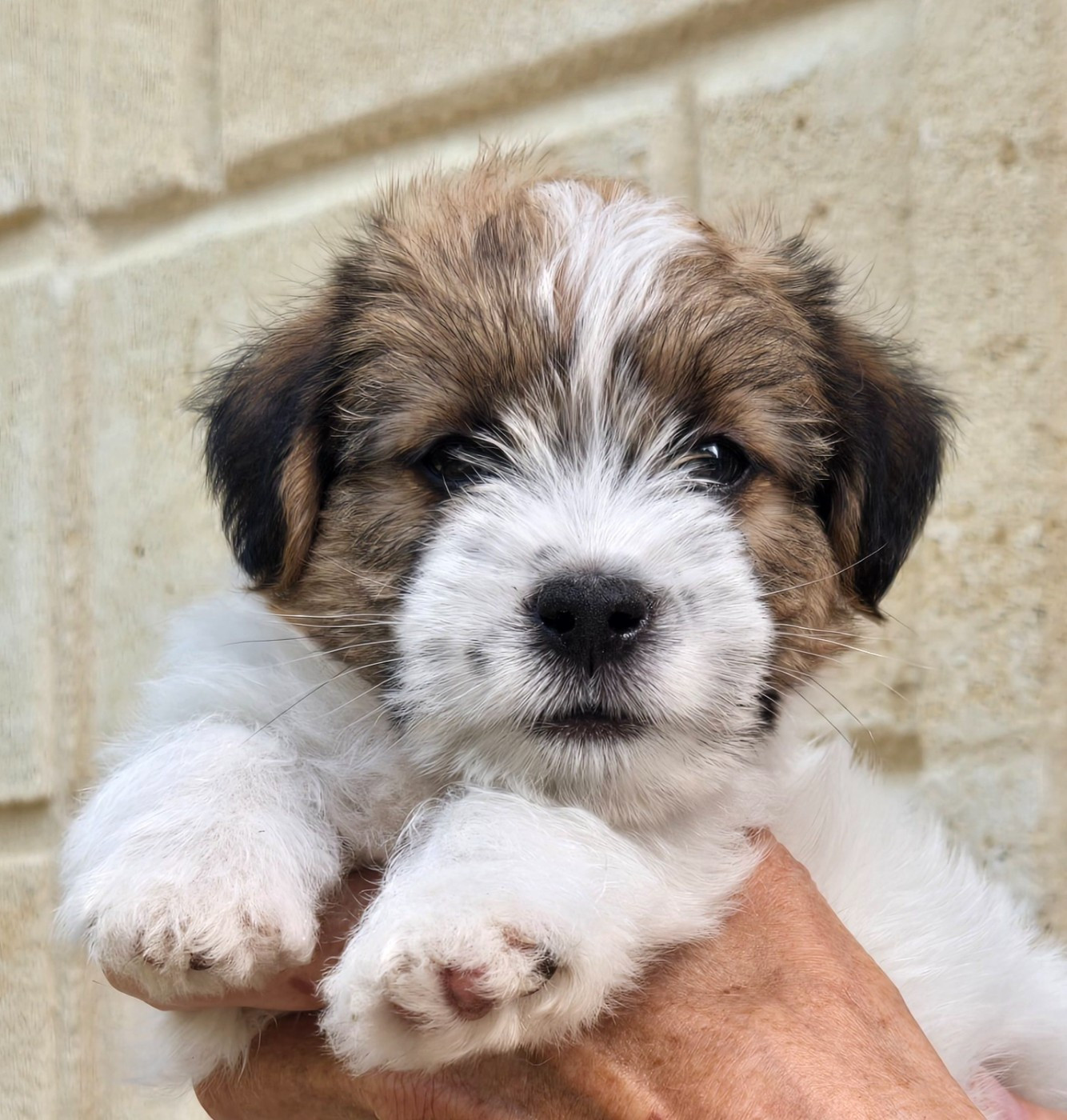 Des Gerveilles - Chiots disponibles - Jack Russell Terrier