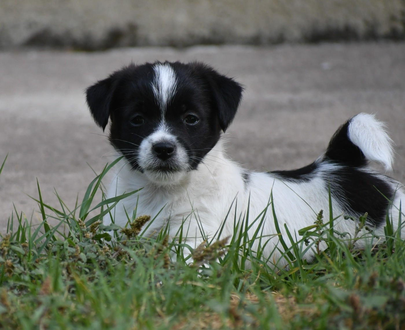 Des Gerveilles - Chiots disponibles - Jack Russell Terrier