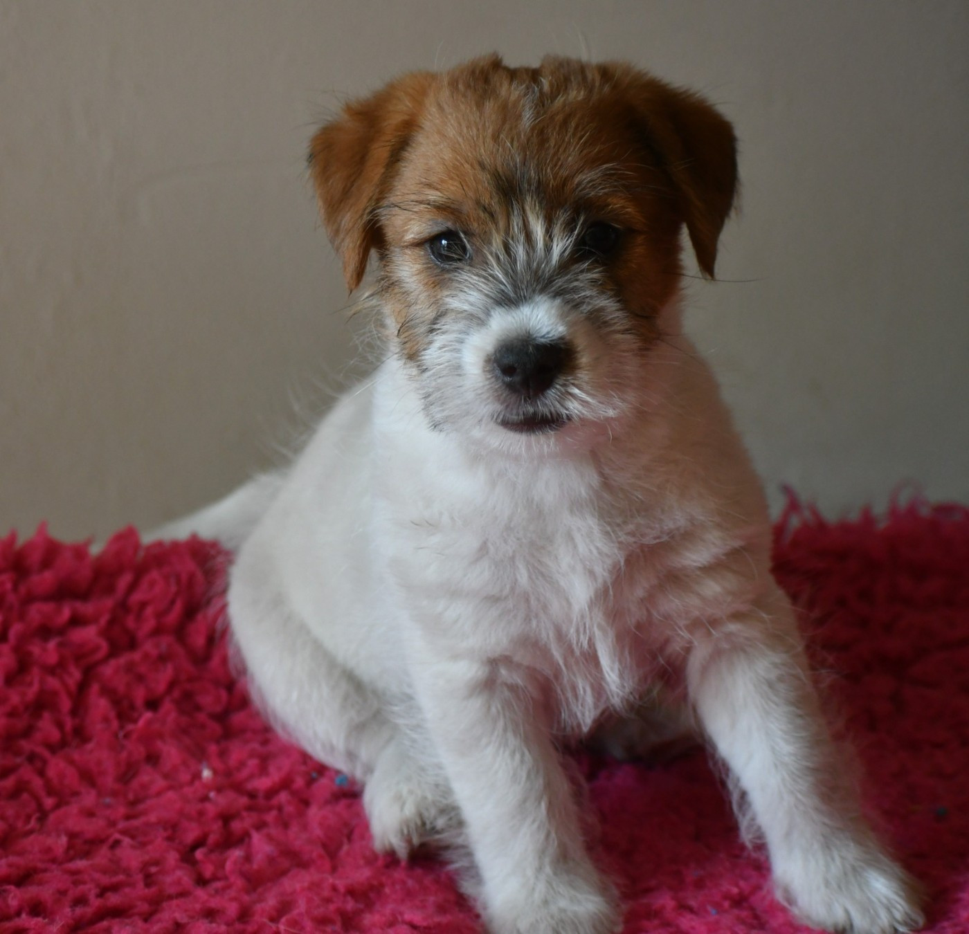 Des Gerveilles - Chiots disponibles - Jack Russell Terrier