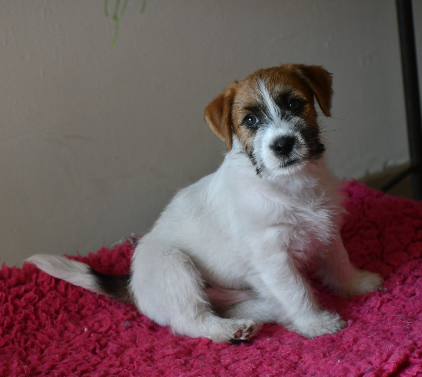 Des Gerveilles - Chiots disponibles - Jack Russell Terrier