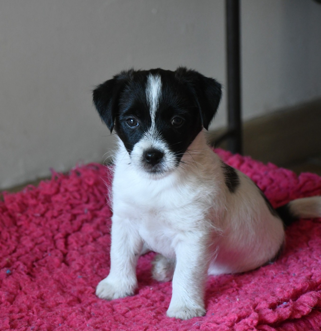 Des Gerveilles - Chiots disponibles - Jack Russell Terrier