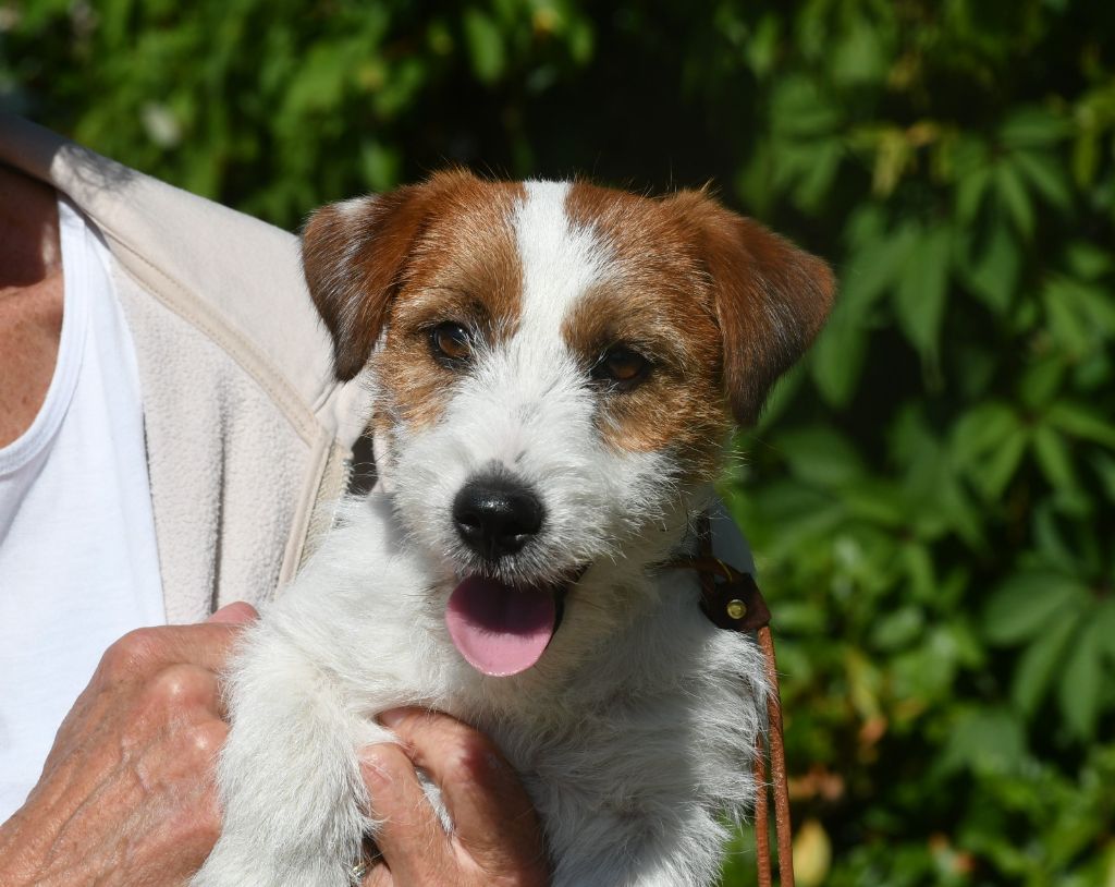 Des Gerveilles - Jack Russell Terrier - Portée née le 18/01/2025