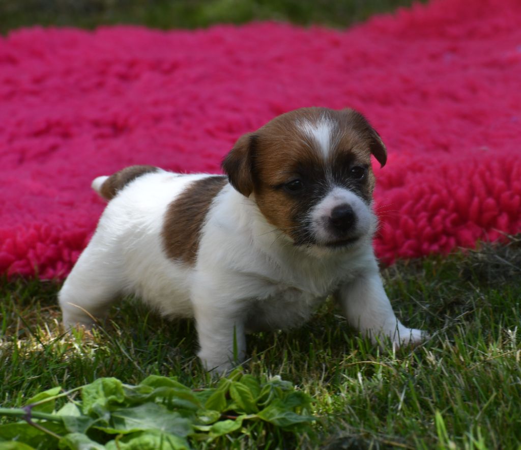Chiot Jack Russell Terrier Des Gerveilles