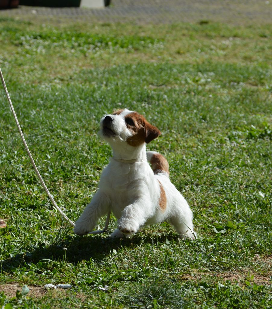Des Gerveilles - Jack Russell Terrier - Portée née le 18/01/2025
