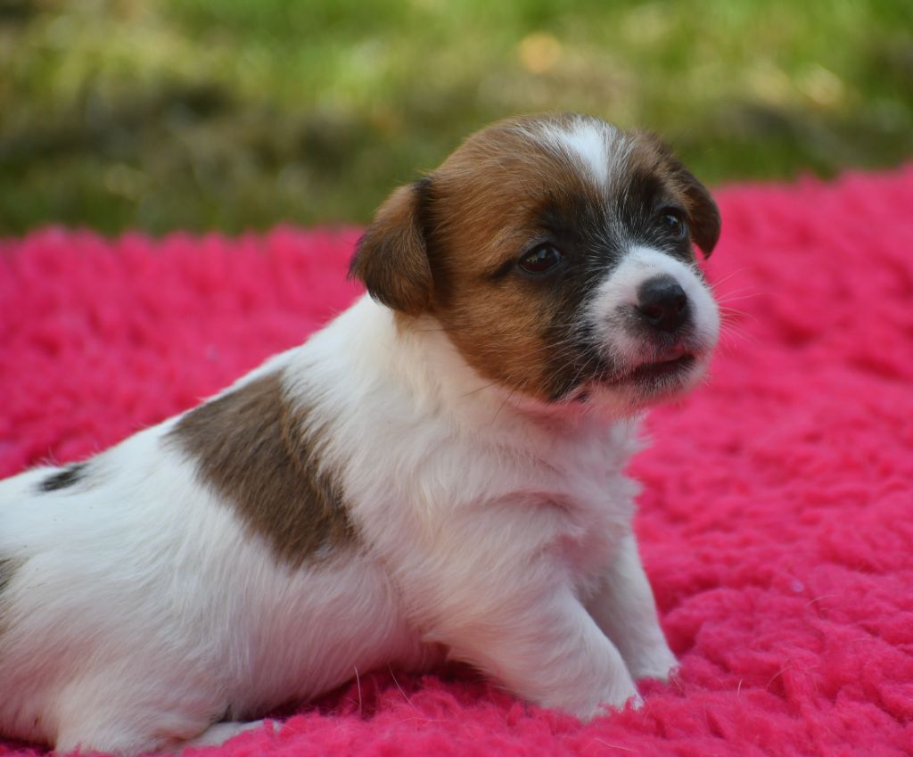 Des Gerveilles - Chiots disponibles - Jack Russell Terrier