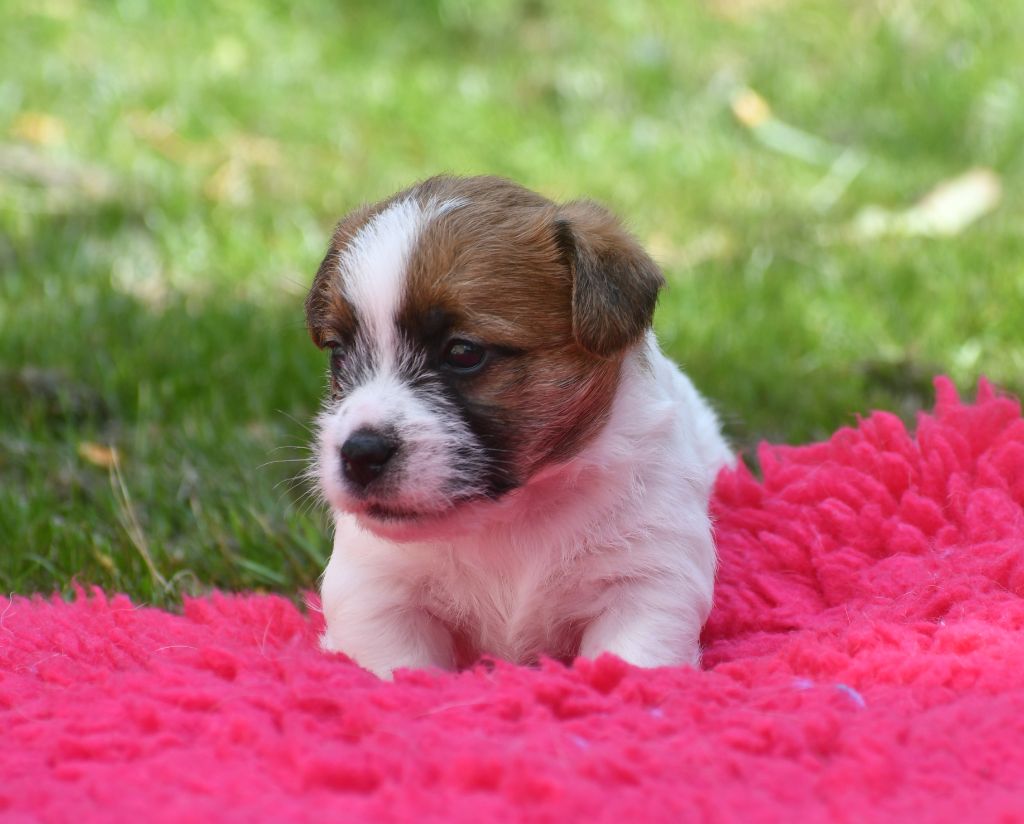 Des Gerveilles - Chiots disponibles - Jack Russell Terrier