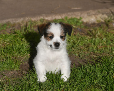 ARMONIE DES GERVEILLES