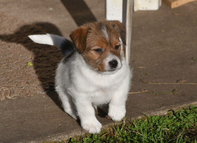 ARANOE DES GERVEILLES