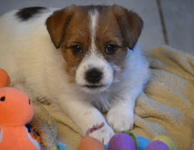 ALI BABA DES GERVEILLES