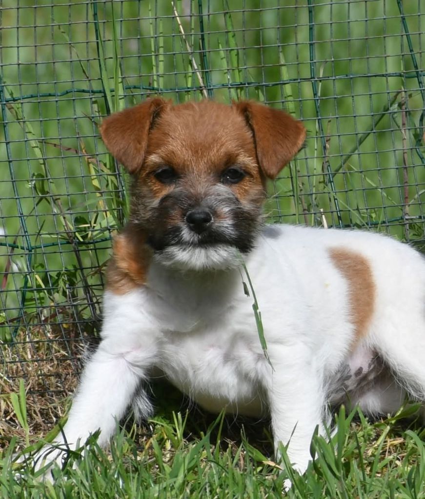 Des Gerveilles - Jack Russell Terrier - Portée née le 18/01/2025