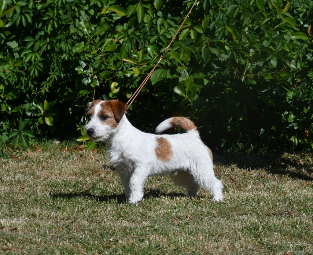 Des Gerveilles - Chiots disponibles - Jack Russell Terrier
