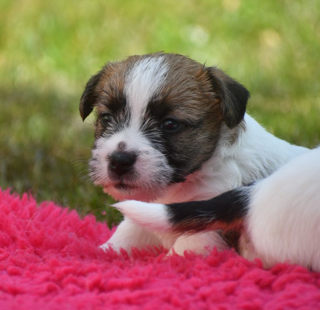Des Gerveilles - Chiots disponibles - Jack Russell Terrier