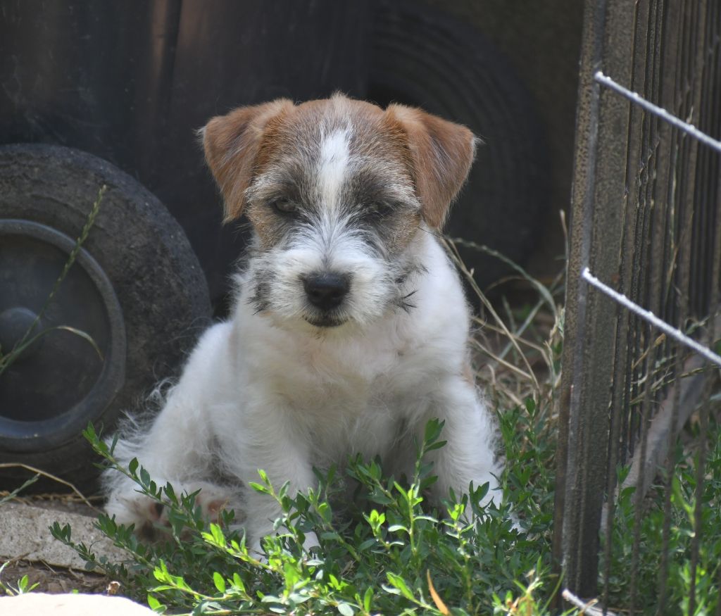 Des Gerveilles - Chiots disponibles - Jack Russell Terrier