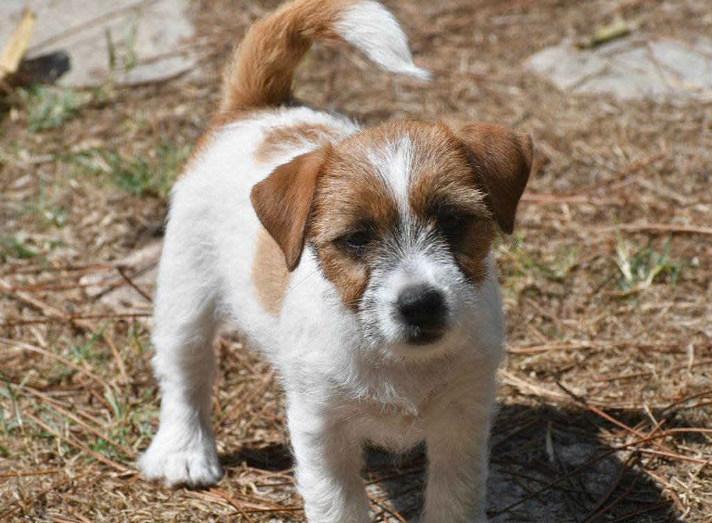 Des Gerveilles - Chiots disponibles - Jack Russell Terrier