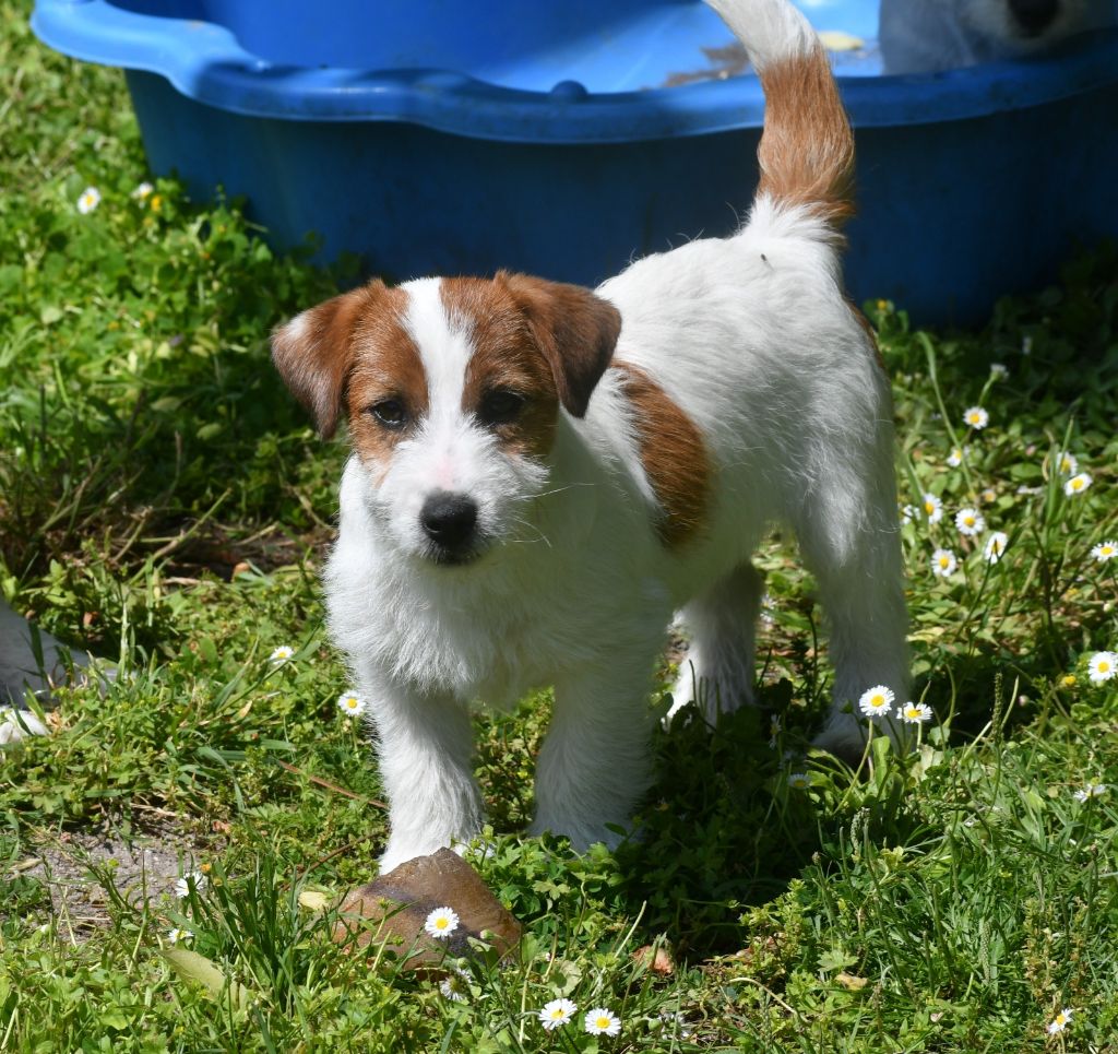 Des Gerveilles - Jack Russell Terrier - Portée née le 18/01/2025