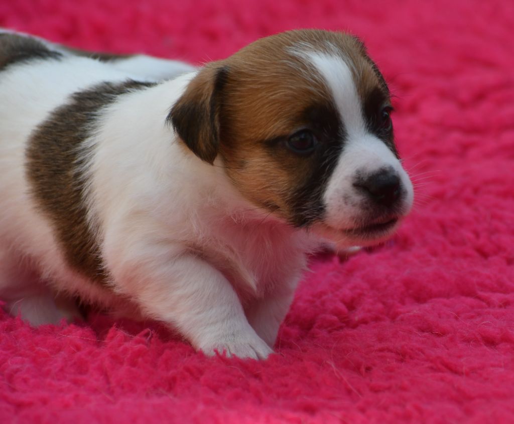 Des Gerveilles - Chiots disponibles - Jack Russell Terrier